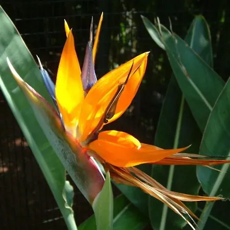 Finca Flores - Casa Flores *